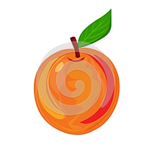Peach. Vector fruit illustration