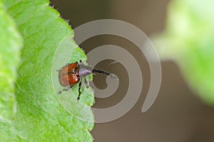 Peach weevil Rhynchites bacchus on the apple leaf. This insect is a pest in orchards.