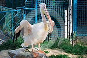 White bird pelican with big yellow peak neb opens wings photo