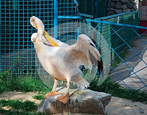 White bird pelican cleans feather wings with yellow peak neb photo