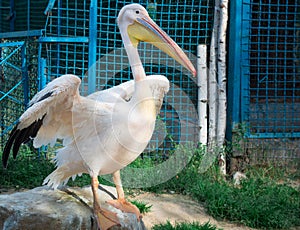 White pelican with big yellow peak neb cleans feather wing photo