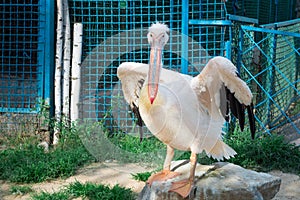 White pelican with big yellow peak neb cleans up feathers photo