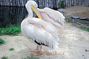 White pelican cleans feather wings with big yellow peak neb photo