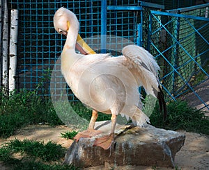 White pelican cleans up feather wings with yellow peak neb photo