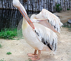 White pelican cleans up feathers with big yellow peak neb photo