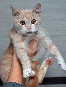 Peach and white cat in hands with snot. feline rhinotracheitis