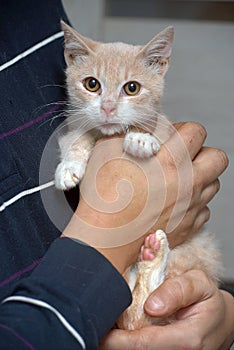 Peach and white cat in hands with snot. feline rhinotracheitis