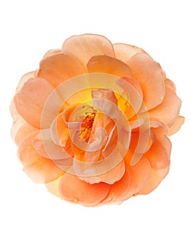 Peach Wild Garden Rose Flower