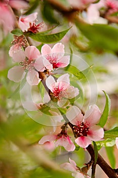 Peachblossom in spring