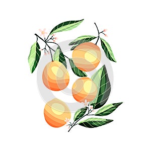 Peaches and apricots on tree branches. Isolated tropical summer fruit, on white, abstract colorful illustration