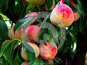 Peaches biologic on the plant