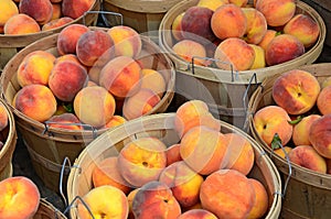 Peaches in bushel baskets