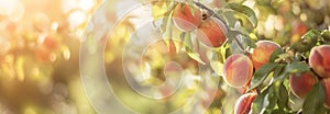 The Peaches fruit on the tree branch. Close up. Copy space for text. Blurred background. Banner slider template.