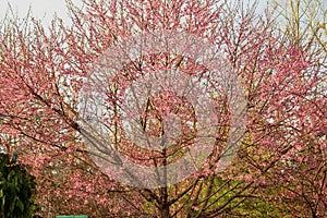 `Peaches Galore` Giant peach tree in morning light