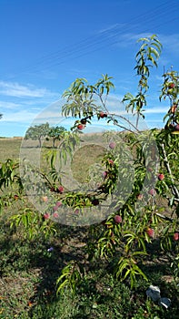 Peaches growing on small tree