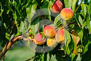 Peaches growing on a tree. Fresh peach tree