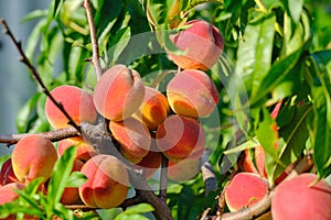 Peaches growing on a tree. Fresh peach tree download