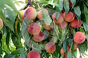 Peaches hang ripe on the tree