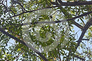 peaches, leaves, curved thick branches