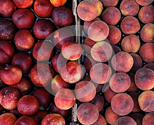 Peaches and nectarines on the counter for sale in a grocery shop.