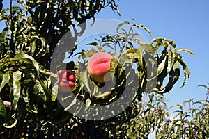 Peaches orchard