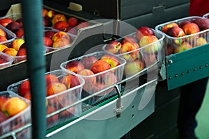Peaches in plastic containers on packing conveyor belt