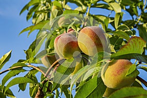 Peaches with a red side on a green tree branch