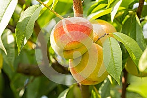 Peaches ripening in the sun on trees