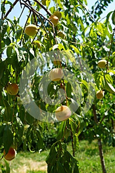 Peaches ripening in the tree in the garden