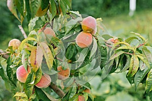 Peaches that are susceptible to disease grow on a tree in the garden