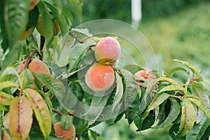 Peaches that are susceptible to disease grow on a tree in the garden