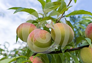 Peaches on the tree ON BLURE BACKGROUND.