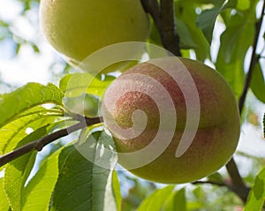 Peaches on the tree ON BLURE BACKGROUND.