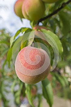 Peaches on the tree ON BLURE BACKGROUND.