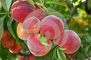 Peaches on tree photo