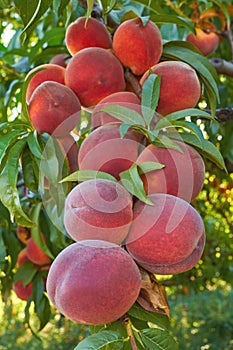 Peaches on tree photo