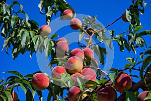 Peaches on tree. Peachtree against the blue sky.