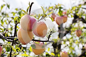 Peaches On A Trees