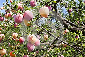 Peaches On A Trees