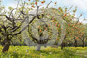 Peaches On A Trees