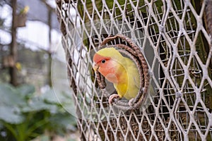 Peachfaced Lovebird aka Rosy-faced Lovebird Sticking His Head Out of the Nest