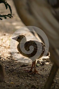 Peachick