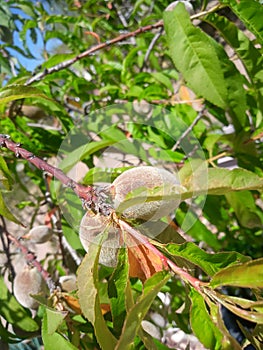 Peachs growing on a tree