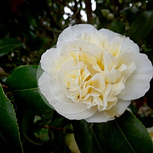 Peachy Camellia Flower Blossom