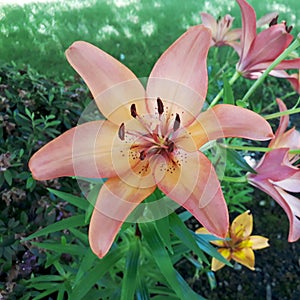Peachy Easter Lily Flower 01