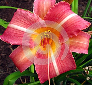 Peachy orange star gazer lily