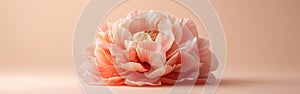 Peachy Peony: Minimalist Still Life Floral Composition on Neutral Beige Background