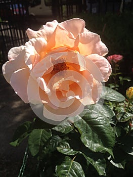 Peachy pink coloured wild rose -  Paris, France