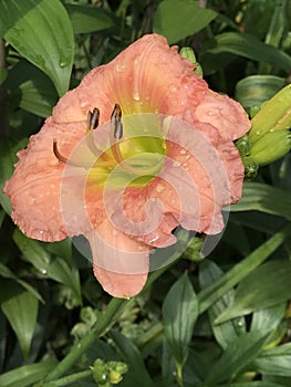 Peachy Pink Daylily with Yellow Throat Blossoms - Hemerocallis