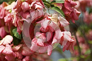 Peachy Pink Dona Luz Flowers